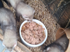 BABY FERRETS READY NOW