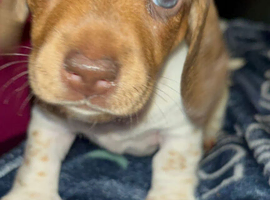 Gorgeous Miniature Dachshund &ndash; Family Raised