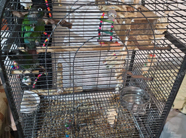 Green cheek conya parakeets
