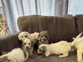 10 beautiful cockapoo puppies