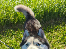 Male husky