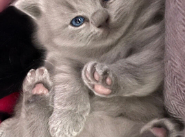 CHUNKY  GCCF REGISTERED PEDIGREE  BRITISH SHORTHAIR BLUE KITTENS