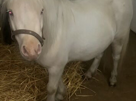 Mini Shetland filly