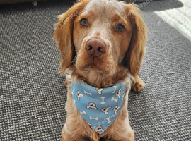 Welsh springer spaniel