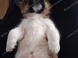 Jack Russell Puppies