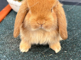 Mini lop females