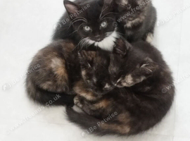 8 week old kittens