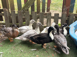 Drake Call Ducks, 8 weeks old