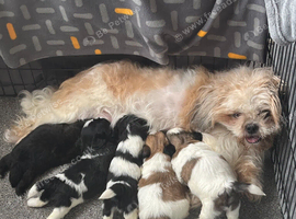 male Shi Tzu puppies