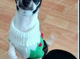 Rocky 2 and half yearl old chihuahua