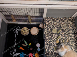 11 week old female rabbit with complete indoor setup