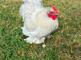 Beautiful Lavender Pekin Bantam Trio