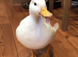 Call duck