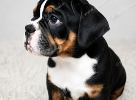 New English Bulldogs puppies
