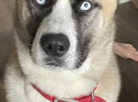 Akita Mix Male