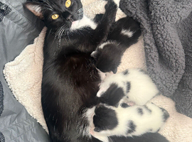 Two kittens for sale