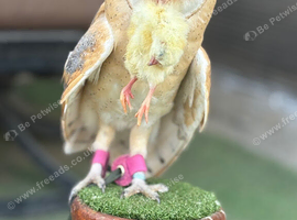 Hand reared beautiful barn owl