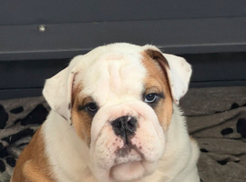 Stunning chunky boy KC Registered