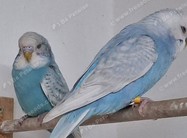 Budgie