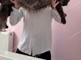 Looking to swap a maincoon kitten for a bird