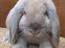 Dwarf Lop Rabbits