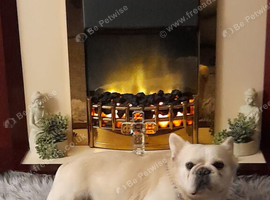 KC french bulldog for sud