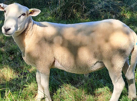 Lleyn Breeding Rams Ready To Work