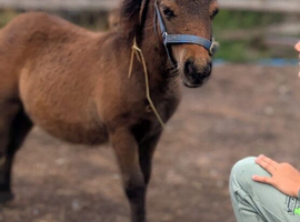 Miniature Shetland