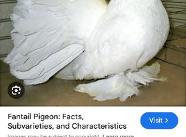 White indian fantail hen wanted