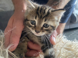 Kittens for sale