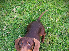 Beautiful chocolate and tan dachshund boy