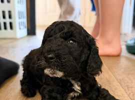 F1b cockapoo