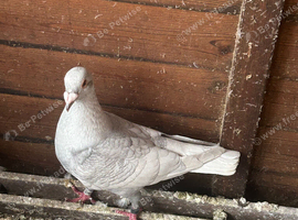 Reduced cock