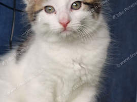 Fluffy male 12 weeks old