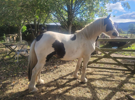 Potential Super Cob.