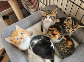 Adorable kittens ready 9th May