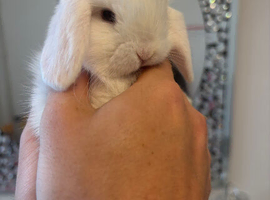 Mini Lops