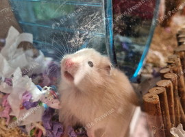 Baby girl hamster