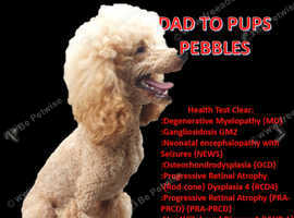 Stud poodle