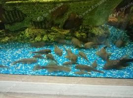 Plecos