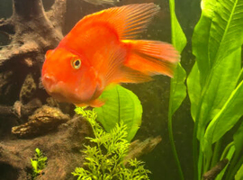 Parrot fish