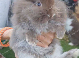 Angora lion heads