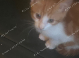Kitten