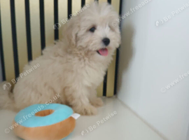 Multipoos puppies one boy one girl available ready now