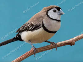 WANTED.  owl finches