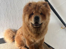 Male chow chow