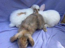 Mini lop babies for sale