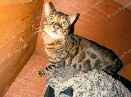 2 Bengal male cats