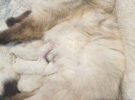 4 pure Ragdolls