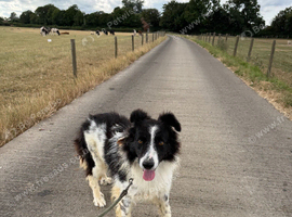 Lovely kind Boy looking for a new home